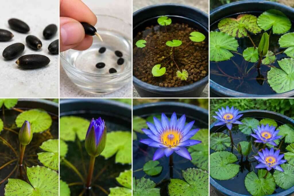 blue lotus as a pond plant